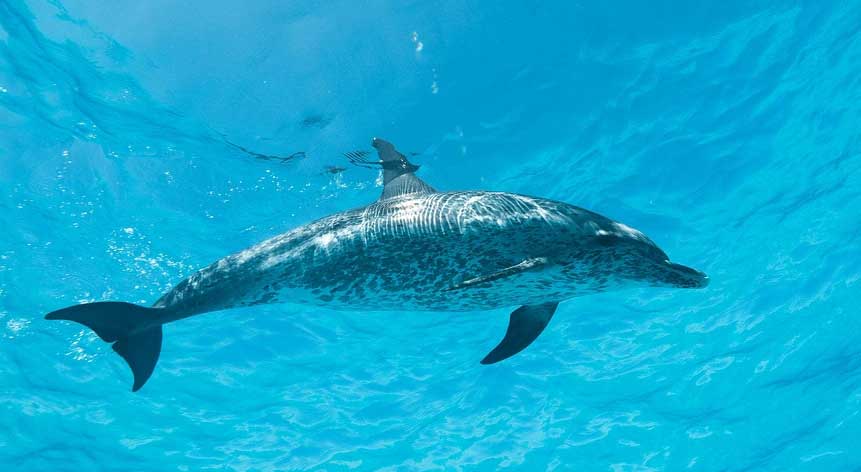 花斑原海豚地理分布与生活习性解