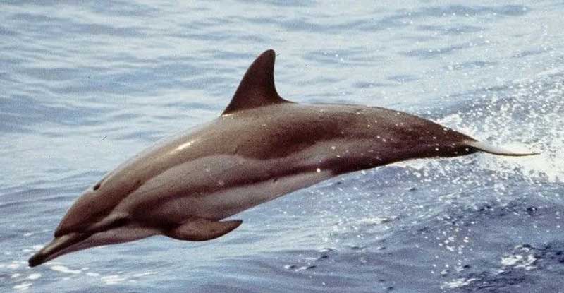 短吻飞旋原海豚生活习性与分布解