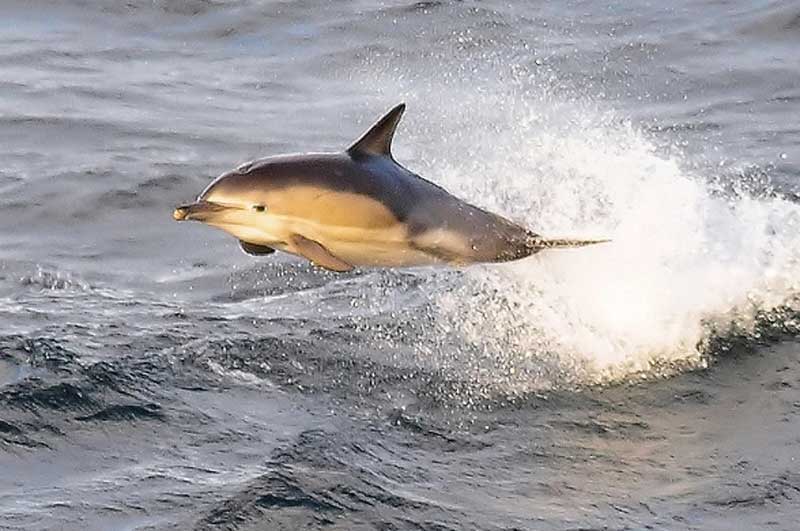短吻真海豚生活环境及分布解读
