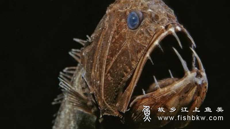 尖牙鱼Anoplogaster  jiā