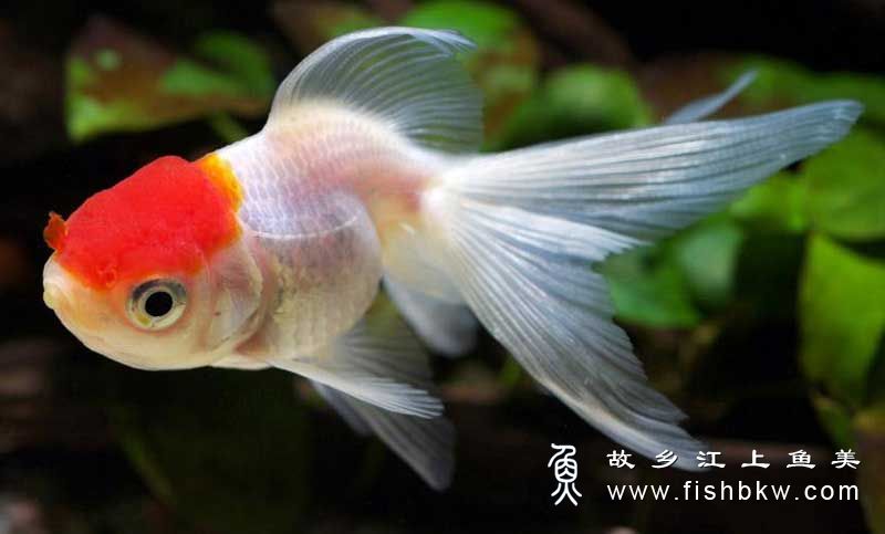 金鱼carassius Auratus Jin Yu 淡水观赏鱼 鱼花网