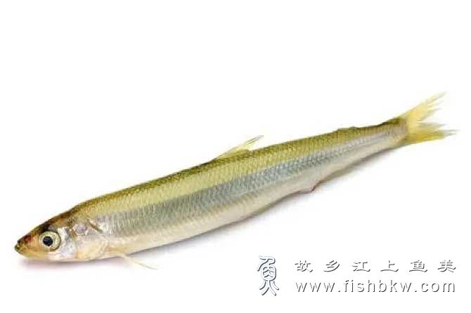 胡瓜鱼 Osmerus mordax (Mitchill) hú guā yú 