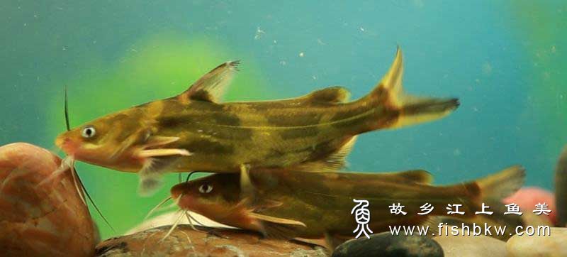 黄颡鱼  Pelteobagrus fulvidraco huáng sǎng yú 
