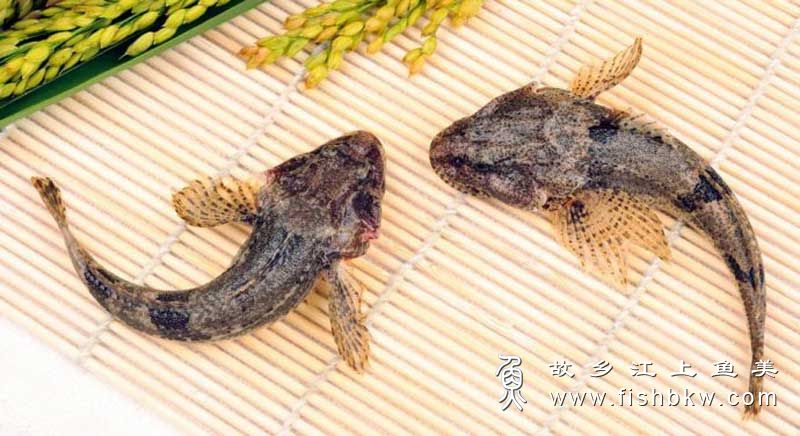 松江鲈鱼 Trachidermus fasciatus sōng jiāng lú yú
