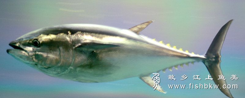 太平洋蓝鳍金枪鱼 Thunnus orientalis tài píng yáng lán qí jīn qiāng yú