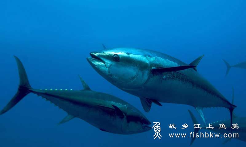 南方蓝鳍金枪鱼的保护现状【没有买卖就没有伤害】