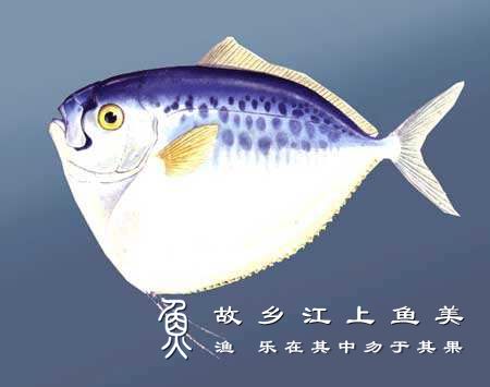 眼镜鱼 Mene maculata yǎn jìng yú 