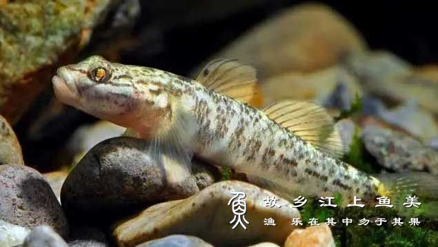 小蜜蜂鱼 Brachygobius doriae xiǎo mì fēng yú