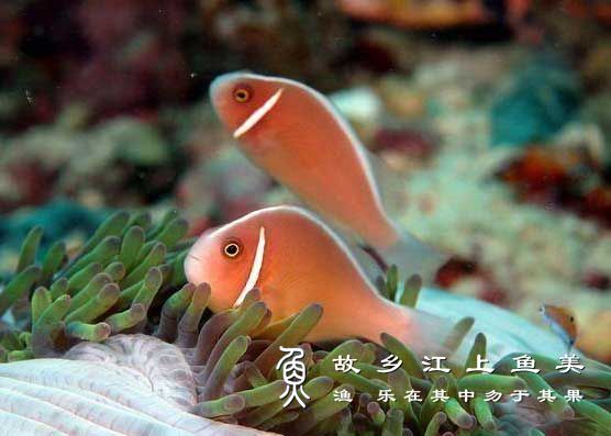 太平洋银线小丑 Amphiprion sandaracinos (Allen, 1972) tài píng yáng yín xiàn xiǎo chǒu 