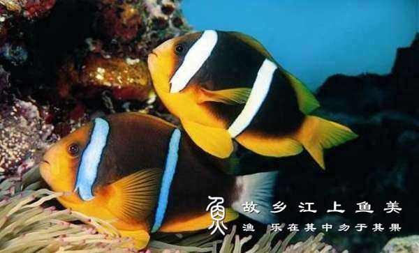 塞舌尔双带小丑 Amphiprion fuscocaudatus sāi shé ěr shuāng dài xiǎo chǒu 