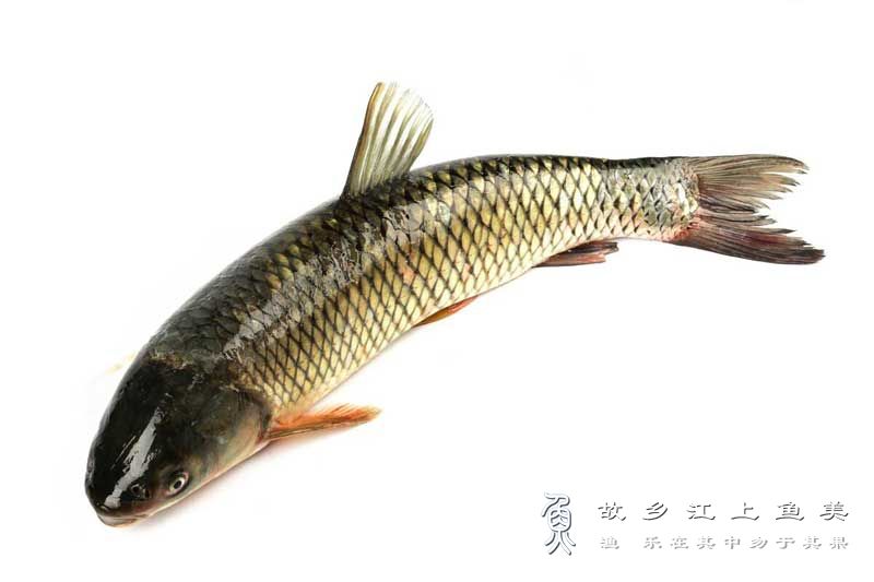 草鱼 Ctenopharyngodon 