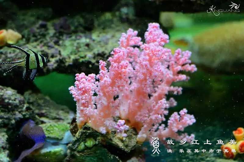 珊瑚 Coral shān hú 