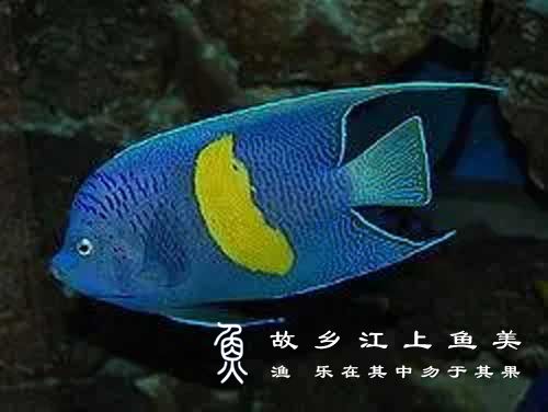 斑纹刺盖鱼 Pomacanthusmaculosus bān wén cì gài yú 