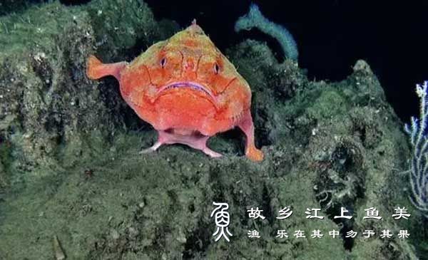 单棘躄鱼 Chaunax fimbria