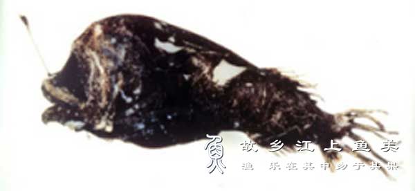 疏棘鮟鱇 Himantolophus g