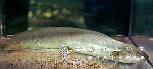 东非肺鱼 Protopterus amphibius dōng fēi fèi yú 