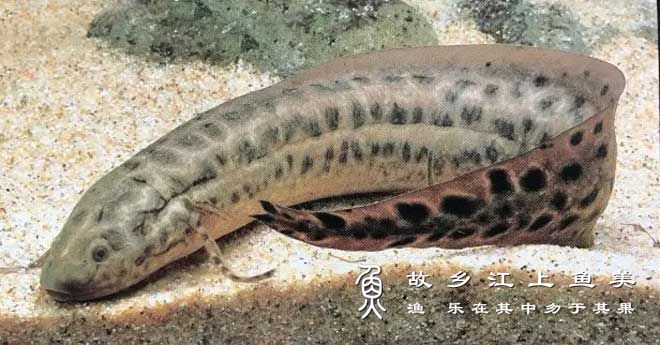 原鳍鱼 Protopterus annectens yuán qí yú 
