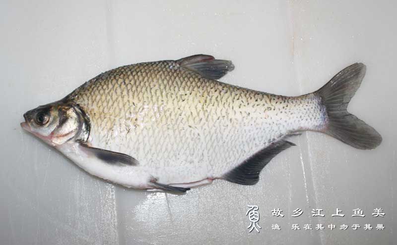 鳊鱼 Parabramis pekinensis biān yú 