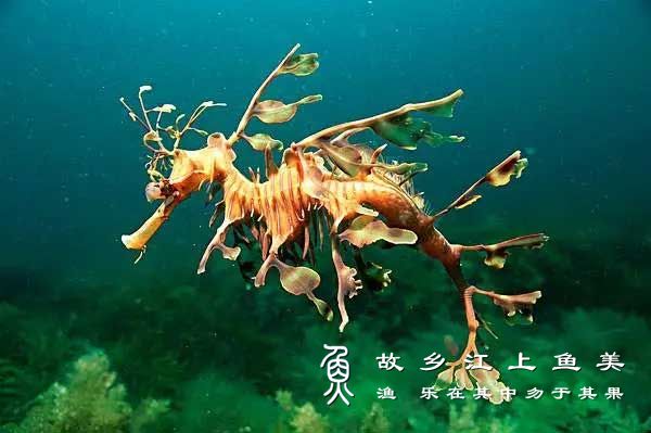 海龙 Syngnathussp hǎi lóng