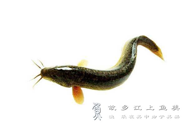 泥鳅 Misgurnus anguillicaudatus ní qiū 