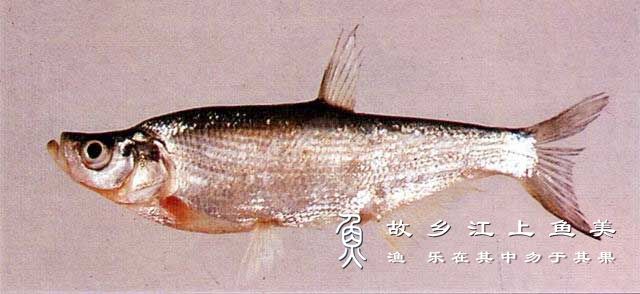 红鳍鲌 Chanodichthys erythropterus hóng qí bà 