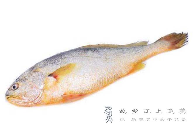 小黄鱼 Larimichthys polyactis【xiǎo huáng yú 】