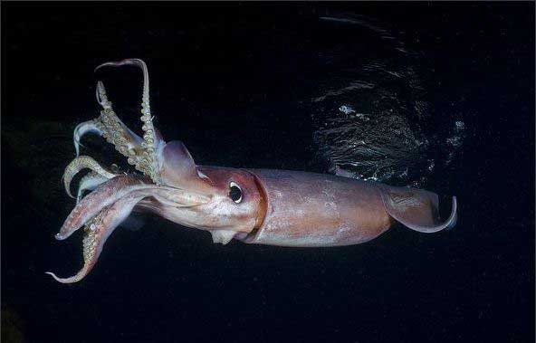 鱿鱼 a squid; a calamary【yóu yú】