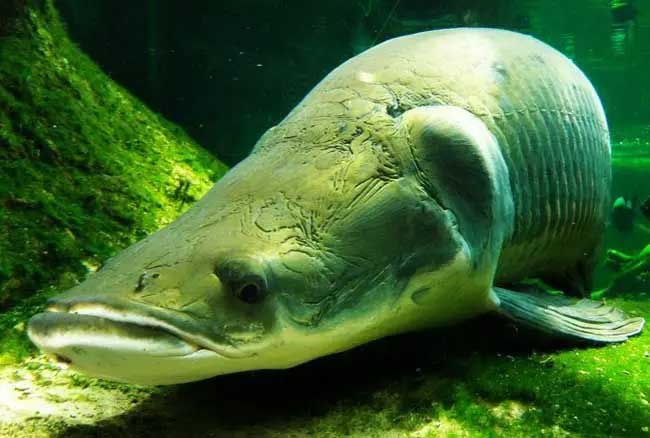 巨骨舌鱼的繁殖养殖技术技巧注意事项