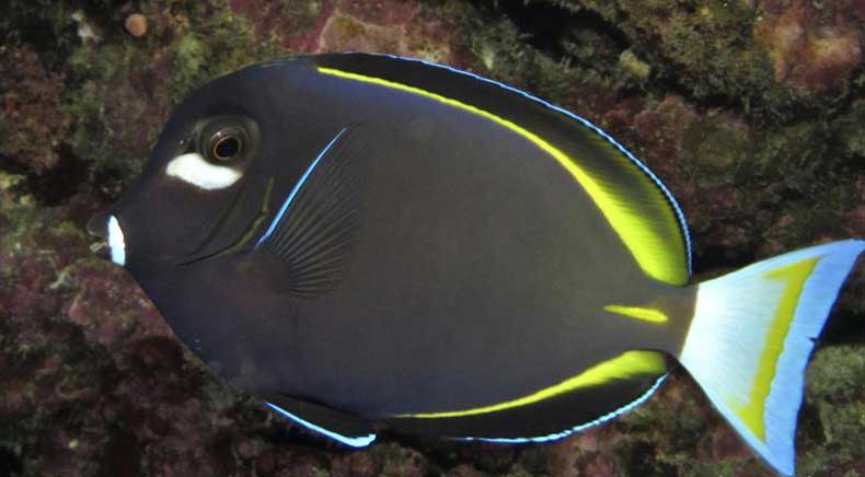 白面刺尾鱼 Acanthurus nigricans