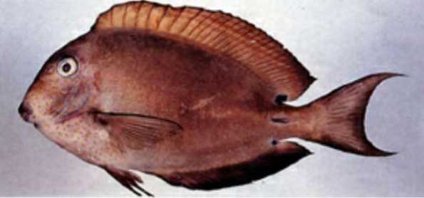 褐斑刺尾鱼Acanthurus nigrofuscus hè bān cì wěi yú 