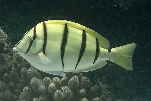 横带刺尾鱼 Acanthurus tri