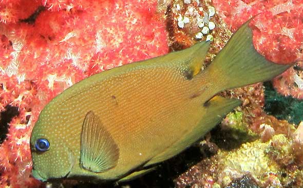 双斑栉齿刺尾鱼 Ctenochaetus