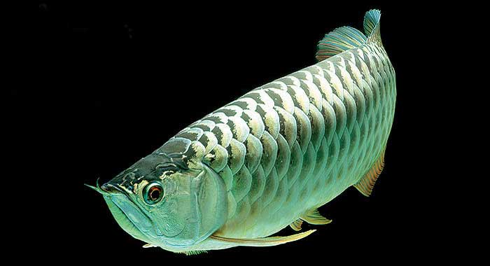 白金龙 Platina Arowana bái jīn lóng 