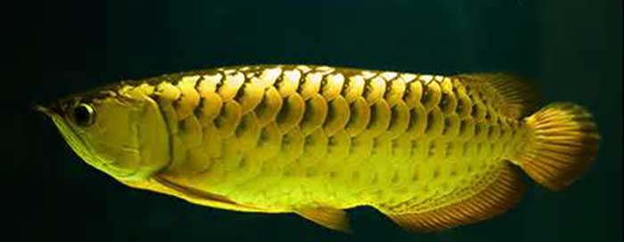 马来金龙 Malayan golden Arowana mǎ lái jīn lóng 