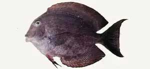 栉齿刺尾鱼 Ctenochaetus s