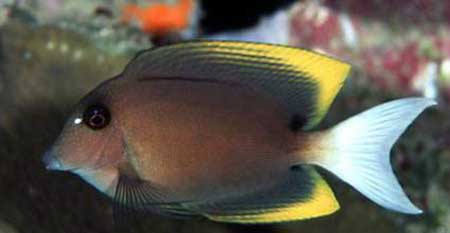 印尼栉齿刺尾鱼 Ctenochaetus