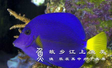 紫高鳍刺尾鱼 Zebrasoma xanthurum zǐ gāo qí cì wěi yú 
