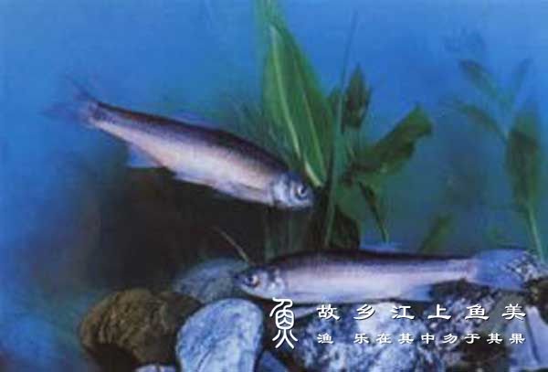 贝加尔雅罗鱼 Leuciscus baicalensis