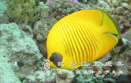 黄色蝴蝶鱼饲养方法及注意事项
