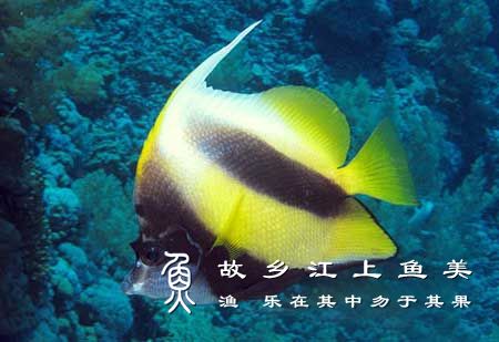 红海马夫鱼饲养环境及注意事项有哪些？