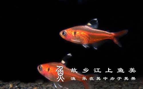 半身红鱼的饲养技巧与注意事项解读