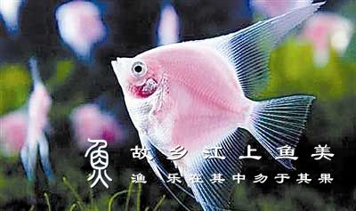 天使鱼的繁殖技术注意事项解读