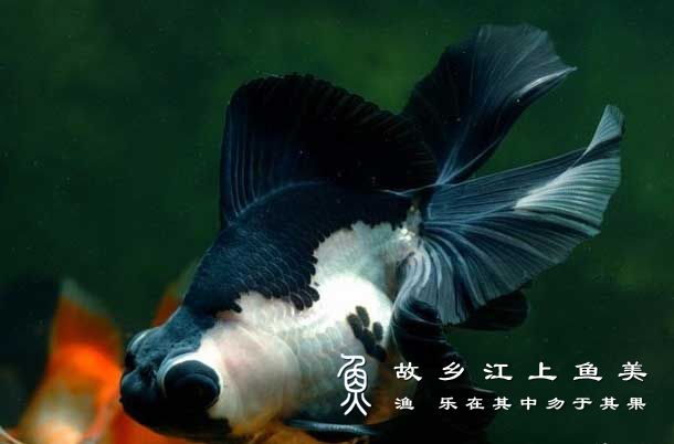为什么熊猫金鱼十分珍贵?