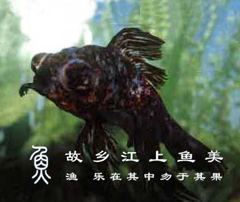 五花龙睛 wǔ huā lóng jīng