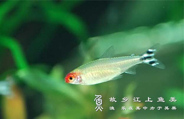 红鼻剪刀鱼繁殖特点有哪些？