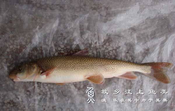 高原裸鲤  gāo yuán luǒ lǐ