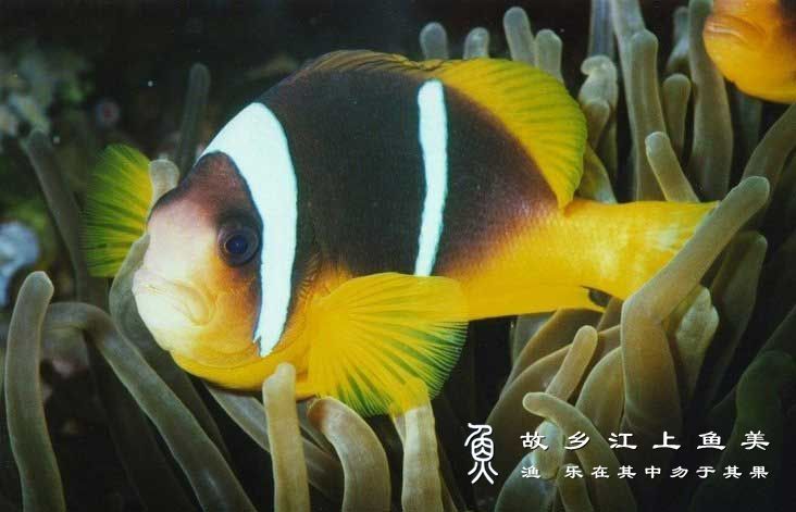 黄金条鱼 huáng jīn tiáo yú