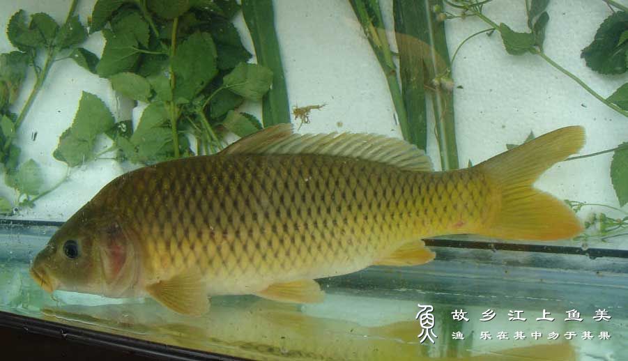 华南鲤 huá nán lǐ Cyprinus carpio rubrofuscus （Lacepède）