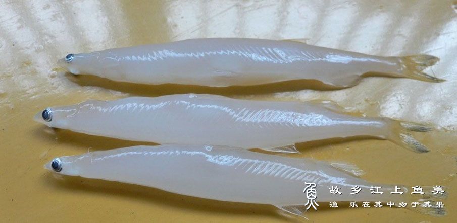 银鱼的营养成分有哪些？