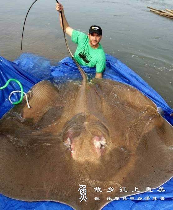 巨型黄貂鱼 jù xíng huáng diāo yú 